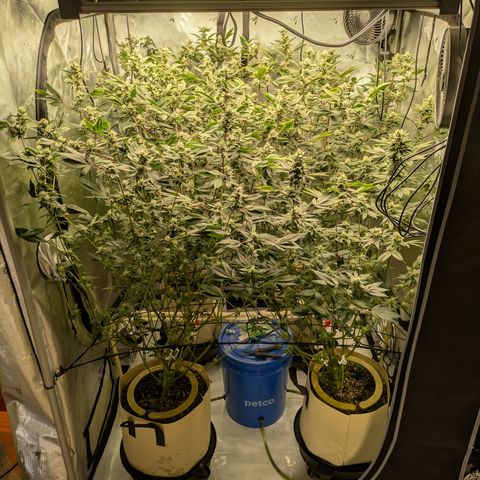 Dosido Cookies #8 growlog timeline photo