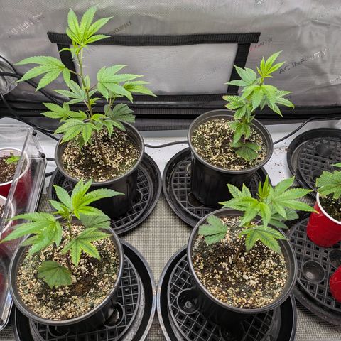 Dosido Cookies #9 growlog timeline photo