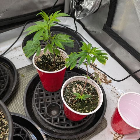 Dosido Cookies #9 growlog timeline photo