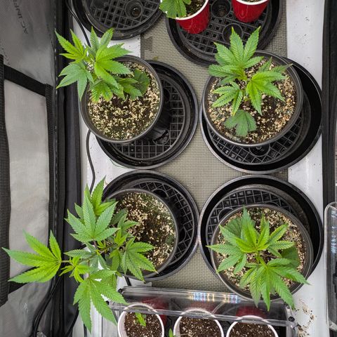 Dosido Cookies #9 growlog timeline photo