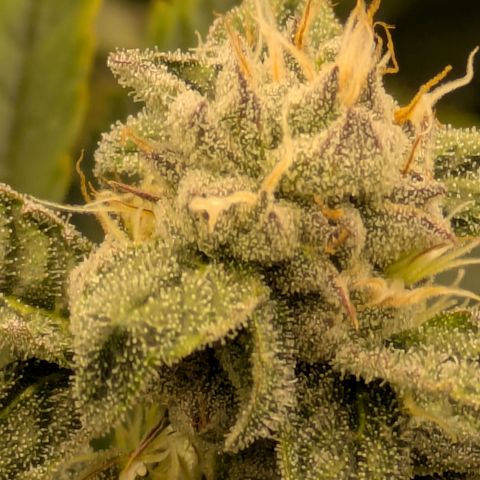 Dosido Cookies #8 growlog timeline photo