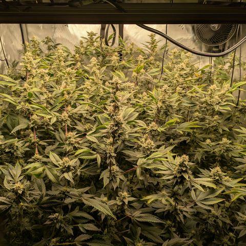 Dosido Cookies #8 growlog timeline photo