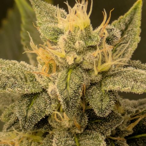 Dosido Cookies #8 growlog timeline photo