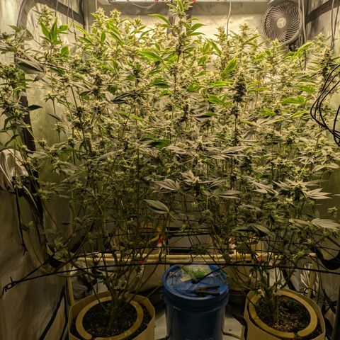 Dosido Cookies #8 growlog timeline photo
