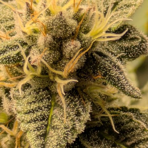 Dosido Cookies #8 growlog timeline photo