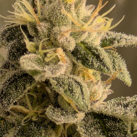 Dosido Cookies #8 growlog timeline photo