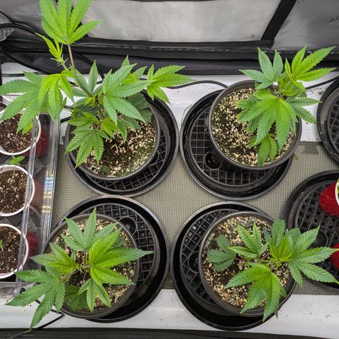 Dosido Cookies #9 growlog timeline photo