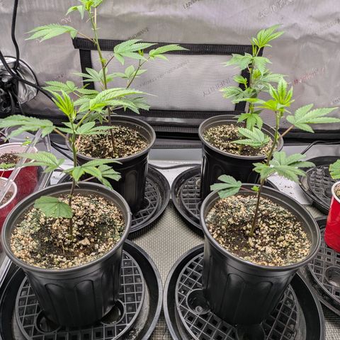 Dosido Cookies #9 growlog timeline photo