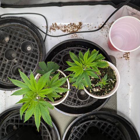 Dosido Cookies #9 growlog timeline photo