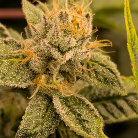 Dosido Cookies #8 growlog timeline photo