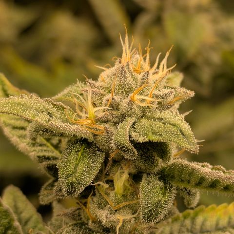 Dosido Cookies #8 growlog timeline photo