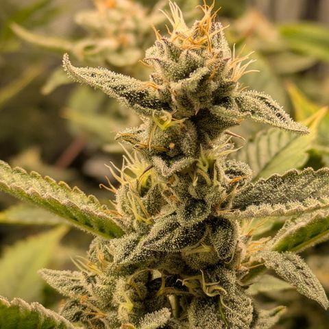 Dosido Cookies #8 growlog timeline photo