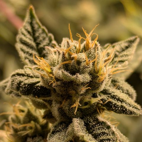 Dosido Cookies #8 growlog timeline photo