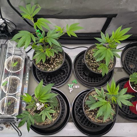 Dosido Cookies #9 growlog timeline photo