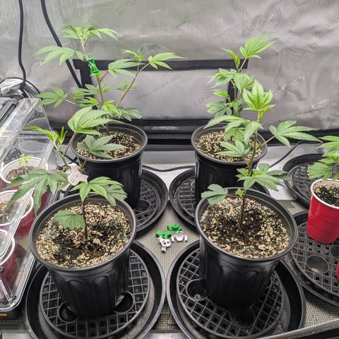 Dosido Cookies #9 growlog timeline photo