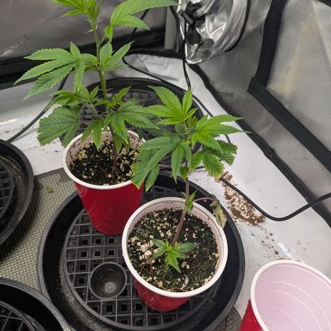 Dosido Cookies #9 growlog timeline photo