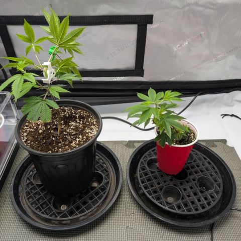 Dosido Cookies #9 growlog timeline photo