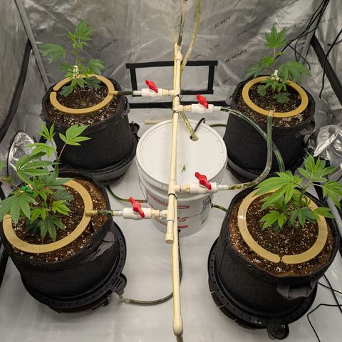 Dosido Cookies #9 growlog timeline photo