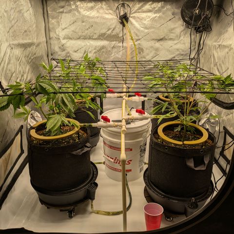 Dosido Cookies #9 growlog timeline photo