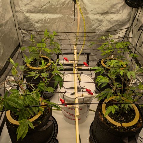 Dosido Cookies #9 growlog timeline photo