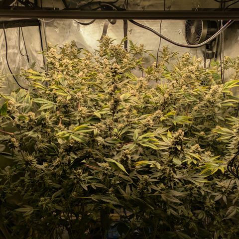 Dosido Cookies #8 growlog timeline photo
