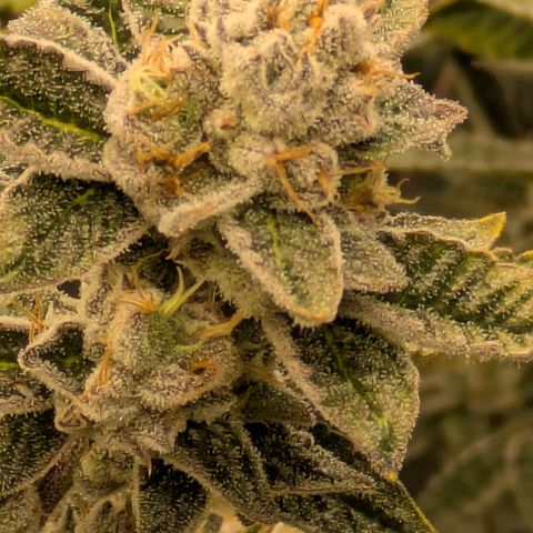 Dosido Cookies #8 growlog timeline photo