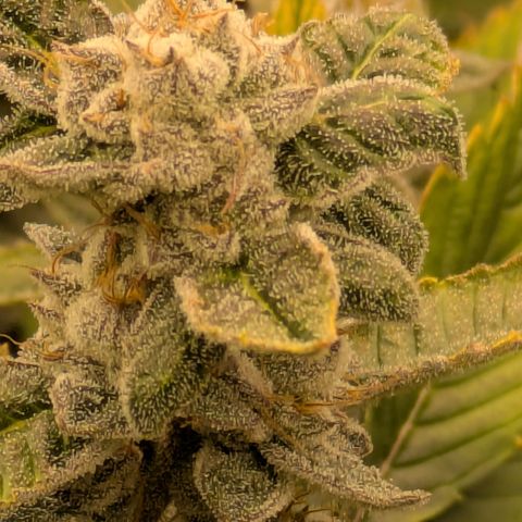 Dosido Cookies #8 growlog timeline photo