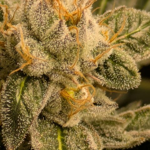 Dosido Cookies #8 growlog timeline photo