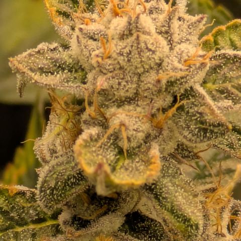 Dosido Cookies #8 growlog timeline photo