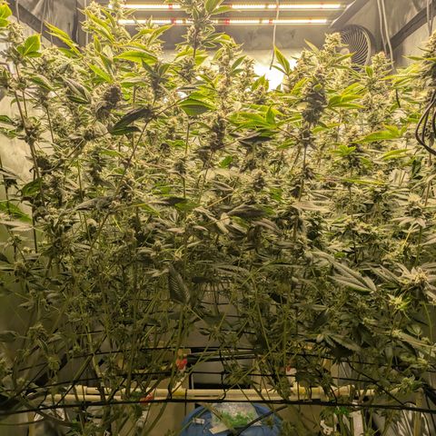 Dosido Cookies #8 growlog timeline photo
