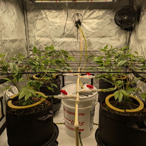 Dosido Cookies #9 growlog timeline photo
