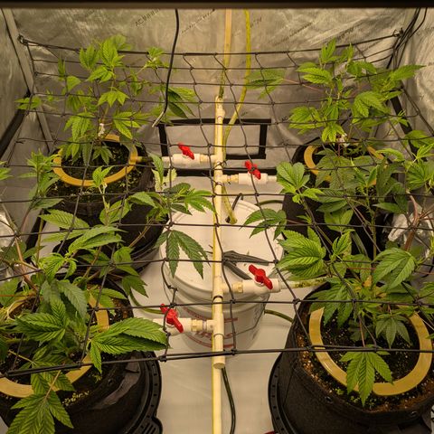 Dosido Cookies #9 growlog timeline photo