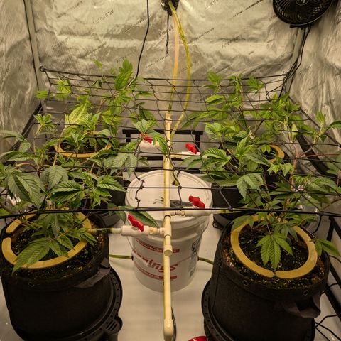 Dosido Cookies #9 growlog timeline photo