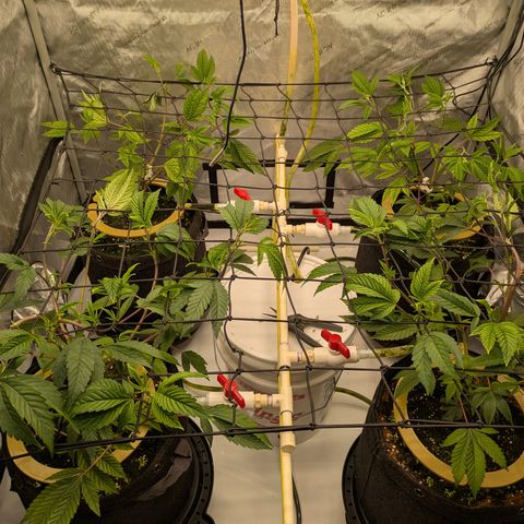 Dosido Cookies #9 growlog timeline photo