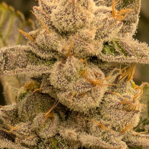 Dosido Cookies #8 growlog timeline photo