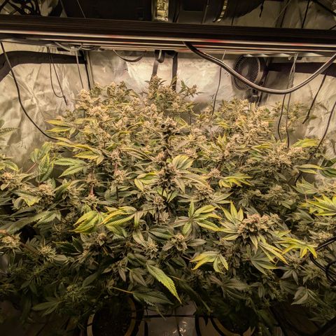 Dosido Cookies #8 growlog timeline photo