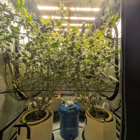 Dosido Cookies #8 growlog timeline photo