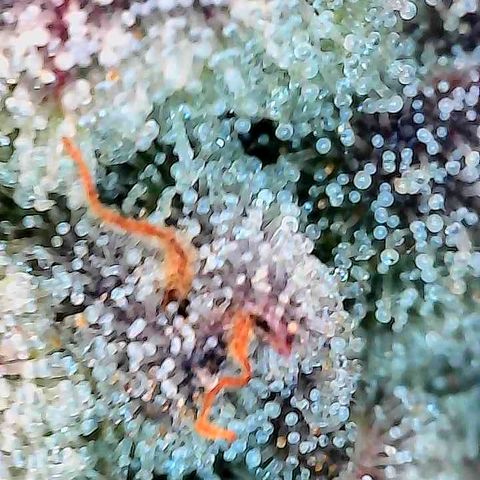 Dosido Cookies #8 growlog timeline photo