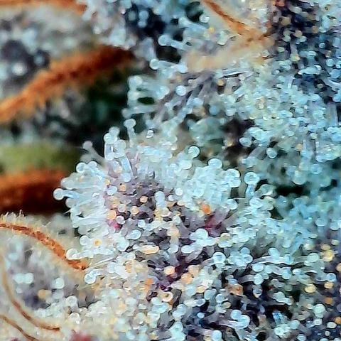 Dosido Cookies #8 growlog timeline photo