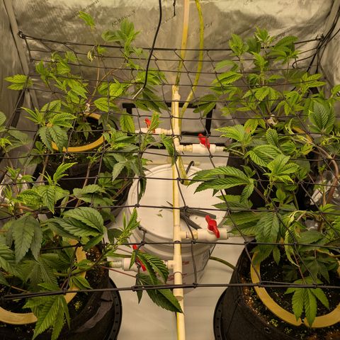 Dosido Cookies #9 growlog timeline photo