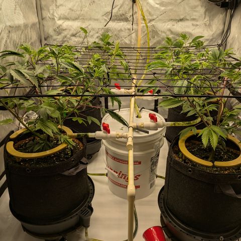 Dosido Cookies #9 growlog timeline photo