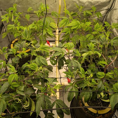 Dosido Cookies #9 growlog timeline photo
