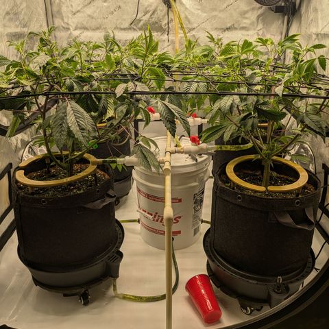 Dosido Cookies #9 growlog timeline photo
