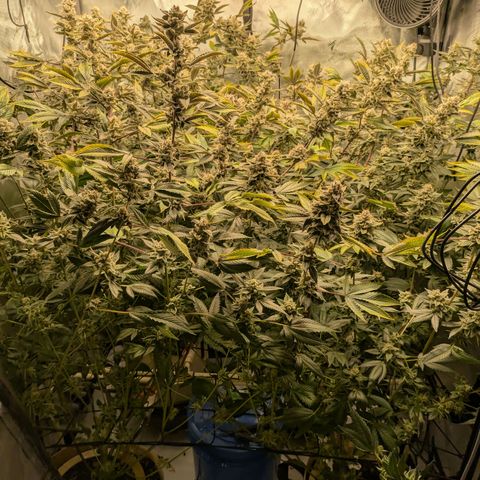 Dosido Cookies #8 growlog timeline photo