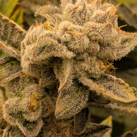 Dosido Cookies #8 growlog timeline photo