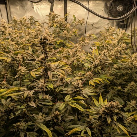 Dosido Cookies #8 growlog timeline photo