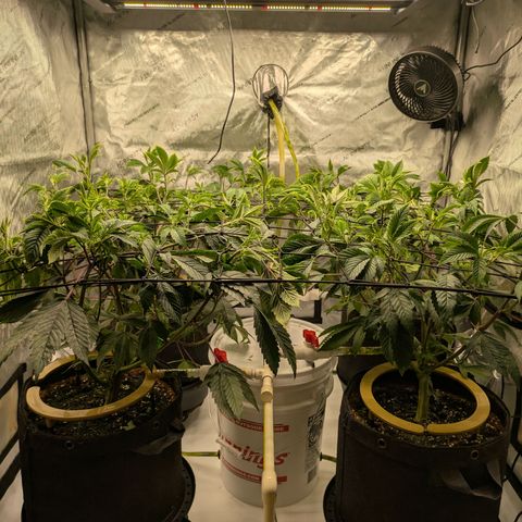 Dosido Cookies #9 growlog timeline photo