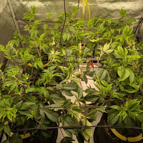 Dosido Cookies #9 growlog timeline photo