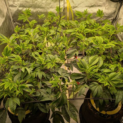 Dosido Cookies #9 growlog timeline photo