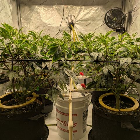Dosido Cookies #9 growlog timeline photo